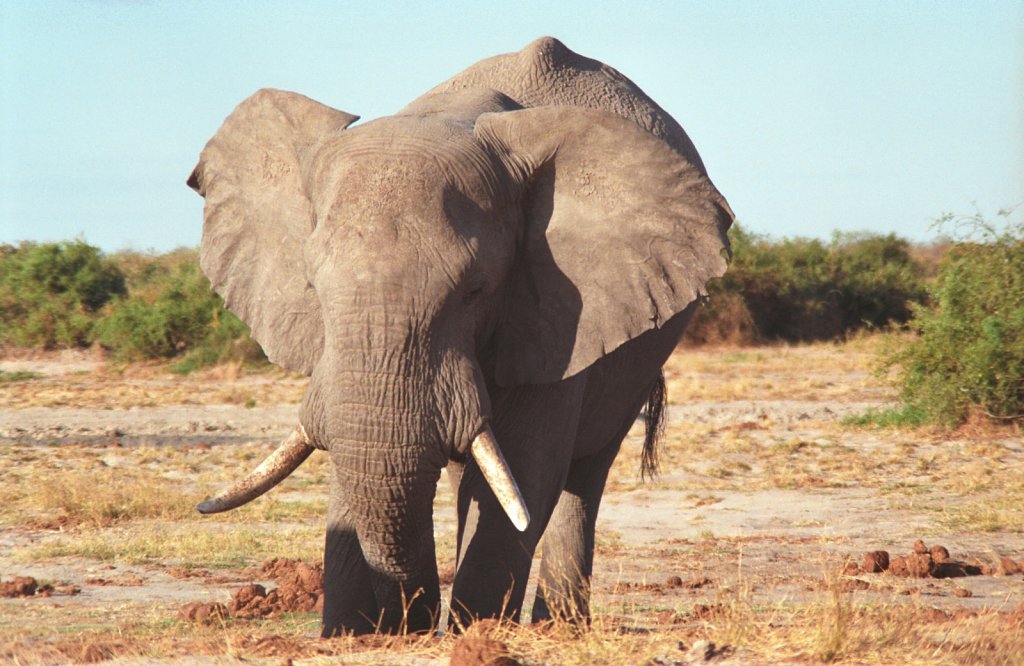 Elephant roaming
