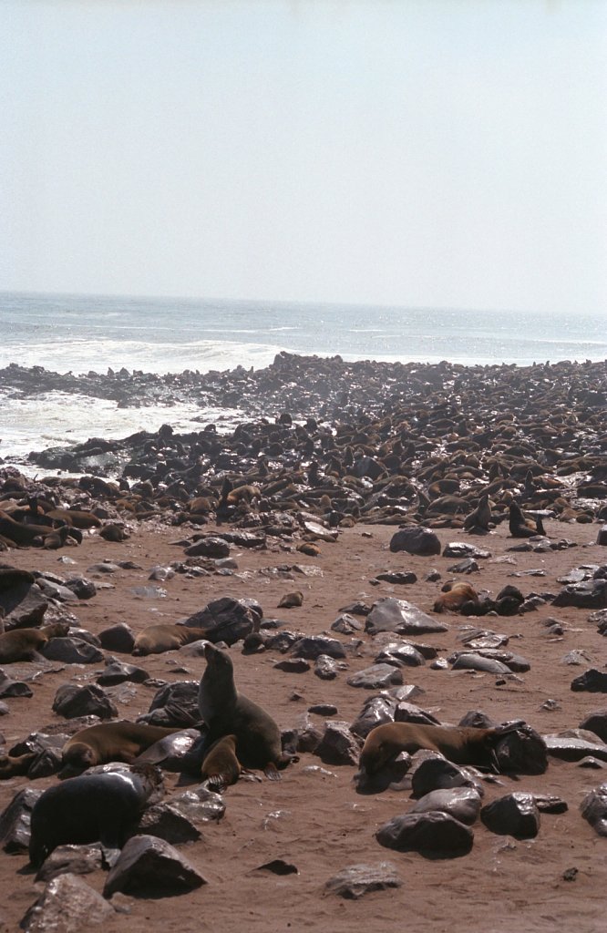 Seal colony