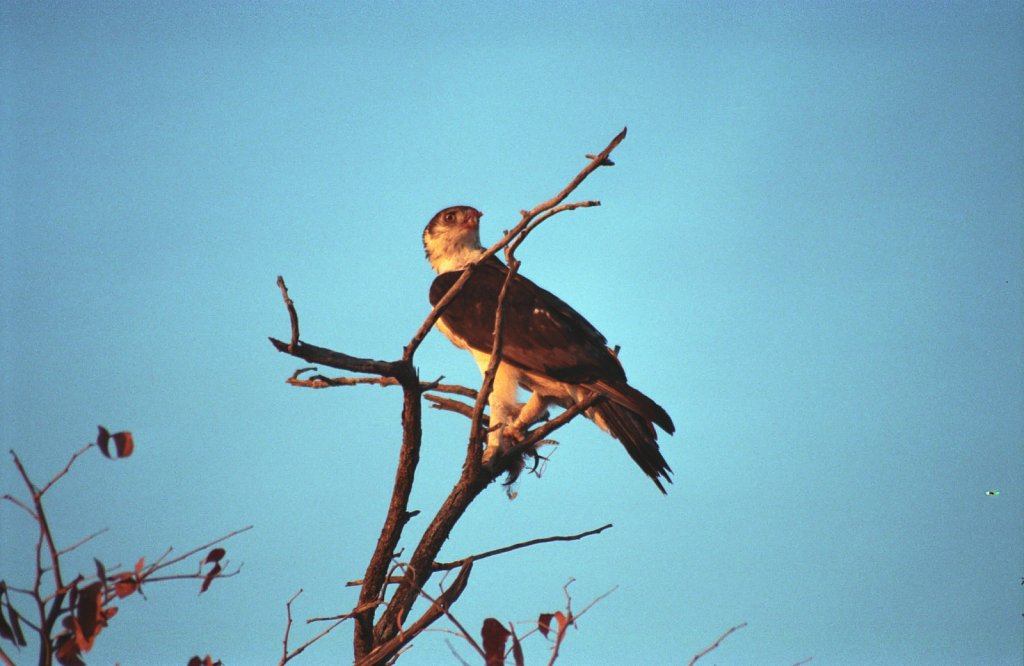 Brown snake eagle