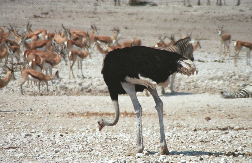 Ostrich - the largest bird