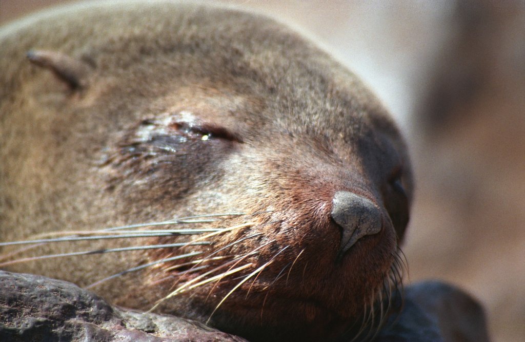 Baby seal