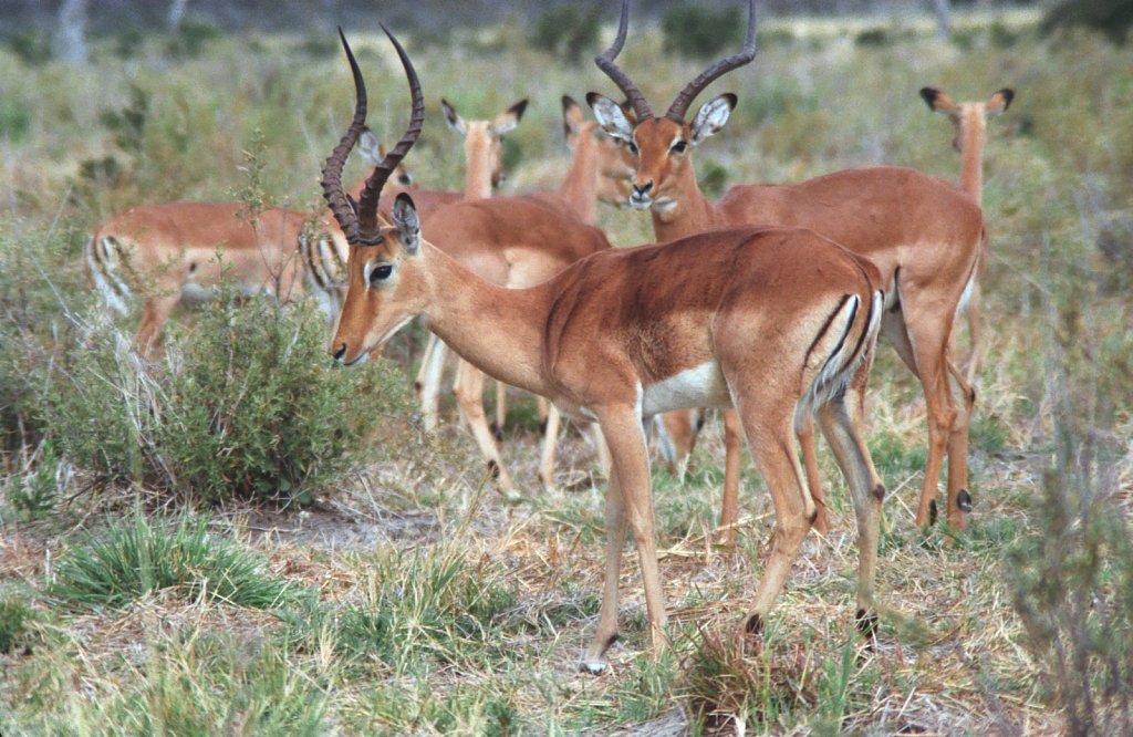 Impalas