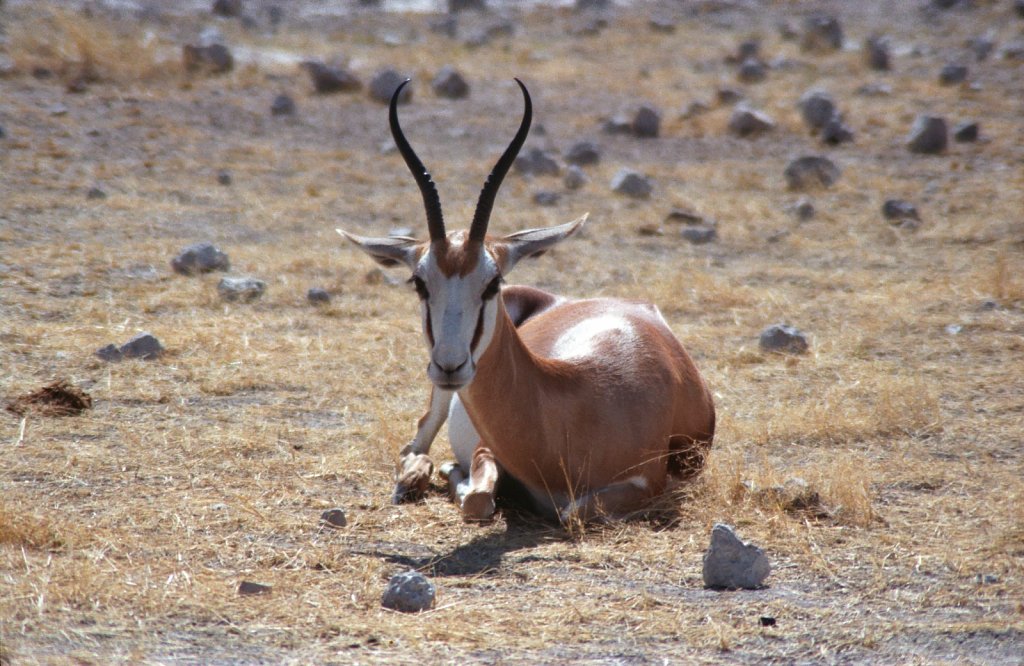 Adult springbook
