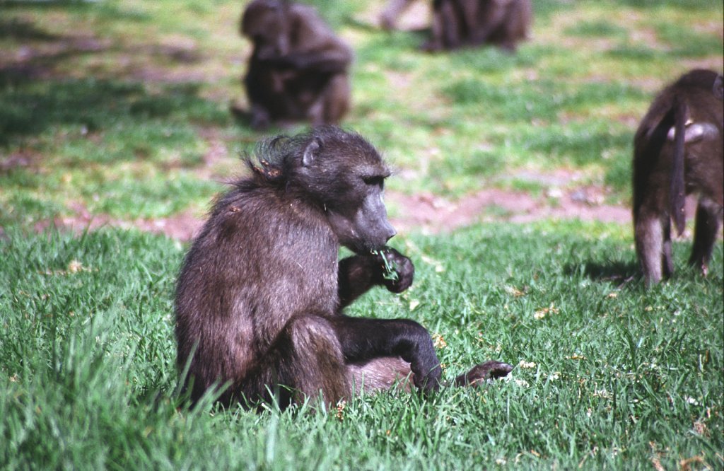 Baboons