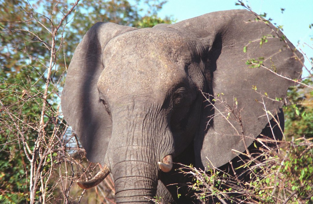 Do not go closer to baby elephants