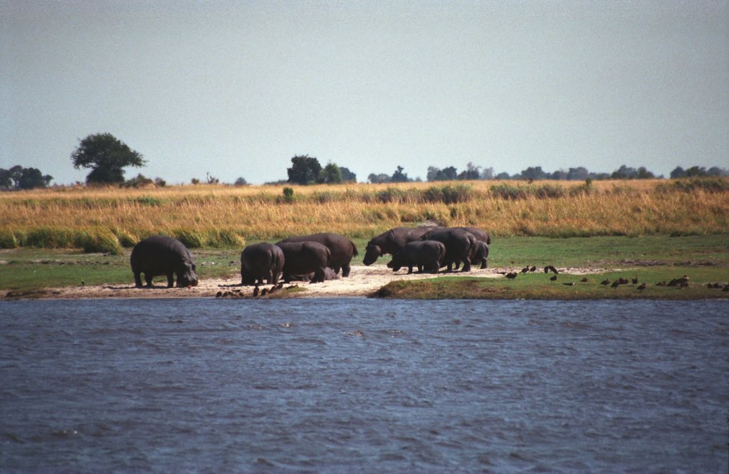 Hippopotamus family